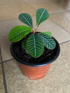 Jungpflanze Spuckpalme